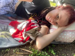 Wildlife rescue Townsville