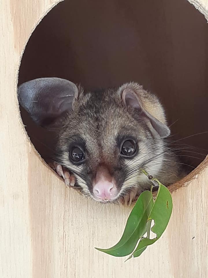 Wildlife rescue Townsville