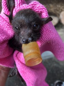 bat rescue Townsville
