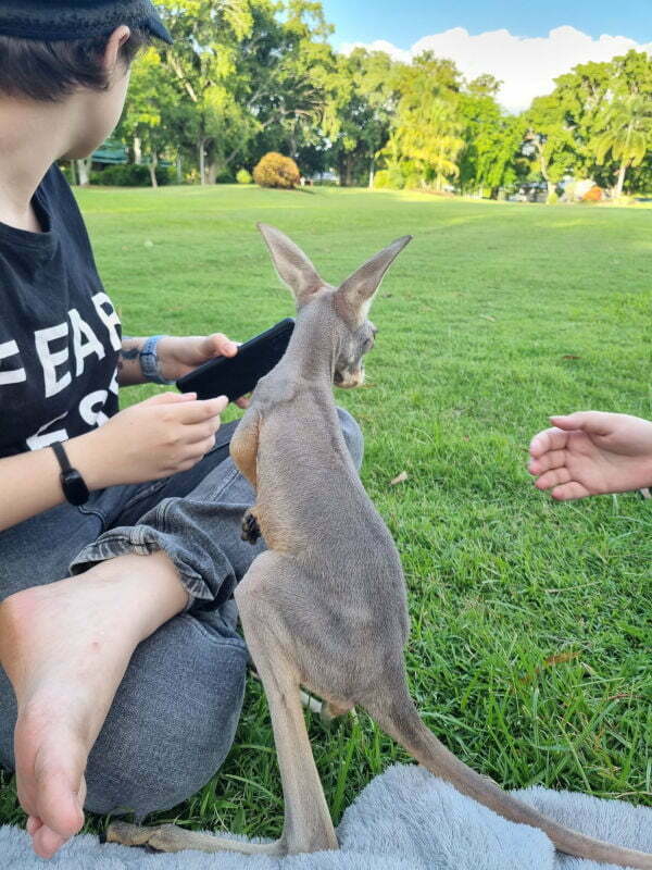 NQ Wildlife rescue Townsville