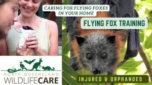 Flying fox rescue Townsville