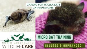 Bat rescue Townsville