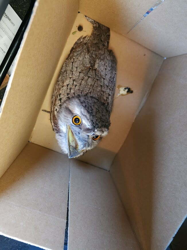 Wildlife rescue Townsville